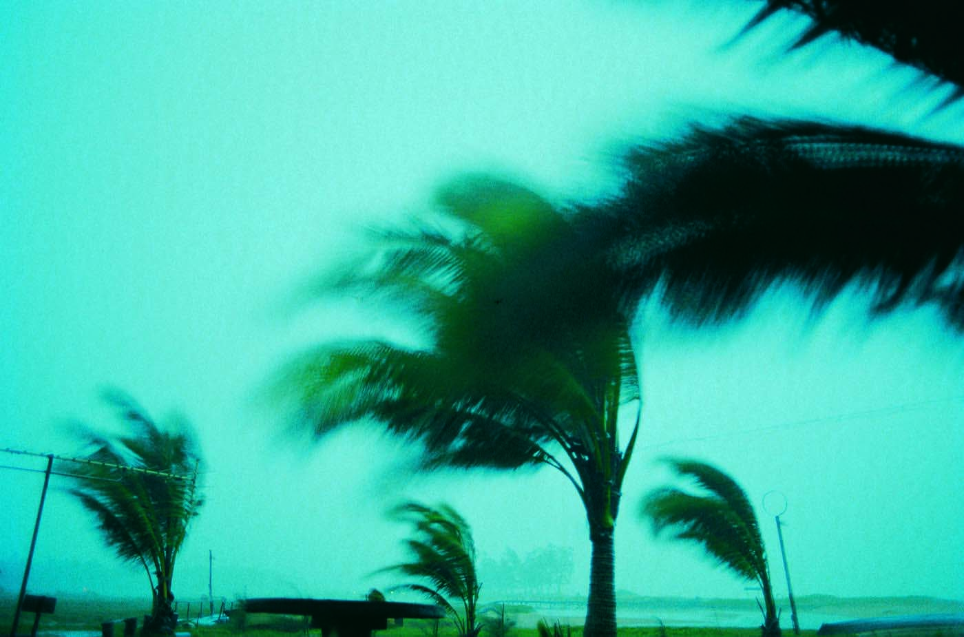 palm trees swaying in storm